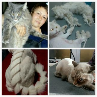 Стрижка кота краснодар Стрижка кота краснодар