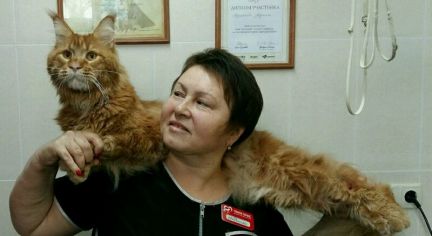 Стрижка кота краснодар Стрижка кота краснодар