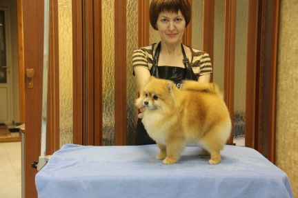 Стрижка для кошек стоимость Стрижка для кошек стоимость