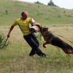 Вячеслав:  Дрессировка собак