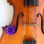 Марина:  Преподаватель скрипки