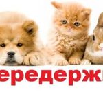 Амина:  Передержка кошек