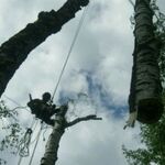 Константин:  Спилить Удалить Срубить дерево в Михнево