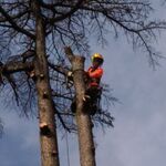 Евгений:  Спил деревьев любой сложности.Кронирование.Обрезка