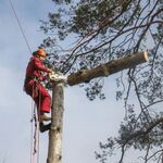  Спил деревьев. Удаление деревьев. Вырубка деревьев