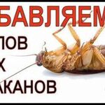 Максим:  Обработка от тараканов,клопов,блох и др.вредителей