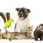 Анастасия:  Передержка домашних животных