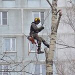Вадим Анатольевич Соловьев:  Удаление деревьев.Спилить дерево.Валка деревьев