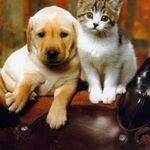 Верный друг:  Домашняя передержка животных