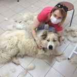 Полина:  Стрижкка собак и кошек Ультразвуковая чистка зубов