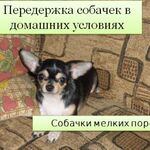 Ирина:  Передержка собак в домашних условиях