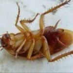  Уничтожение клопов тараканов блох и др