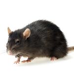 Кирилл:  Уничтожение крыс