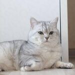 Марина:  Британский кот вязка 
