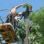 станислав:  Спил деревьев и расчистка участков
