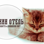 Владислав:  Передержка котов и кошек