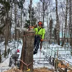 Анастасия:  Спил деревьев 