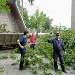 Руслан:  Вывоз спиленных деревьев 