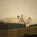 Евгения:  Кошка для вязки