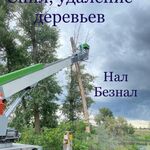 Владимир:  Спил деревьев