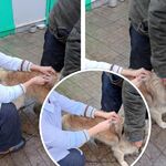 лилия:  услуги ветеринарного врача по вызову на дом