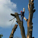 Сергей:  Спил деревьев в Муроме и Муромском районе