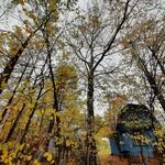 Вячеслав:  Спил и опиловка деревьев 