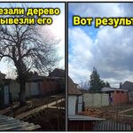 Даниил:  Спил деревьев