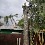 Денис:  Удаление и обрезка деревьев. Зачистка участков.