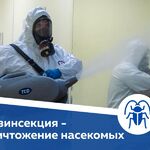 Мария:  Уничтожение тараканов, клопов, дезинсекция