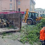 Виталий:  Расчистка и уборка участка от деревьев
