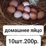 Дмитрий:  Продам яйцо домашних кур