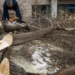 Алексей:  Спил деревьев Благоустройство территории