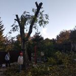 Олег:  Услуги по спилу и обрезке деревьев