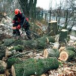 Рустам:  Уборка участков Спил деревьев 