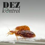 Ксения:  Полное уничтожение любых насекомых в Канске