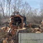 Дмитрий:  Спил деревьев любой сложности. 