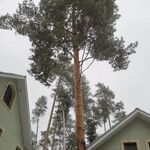 Андрей:  Спил и обрезка деревьев в Красногорском районе 