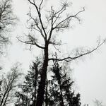 Андрей:  Спил и обрезка деревьев в Ступинском районе 