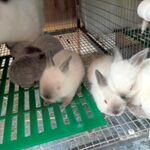 Руслан:    Калифорнийские кролики