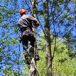 Геворг:  Профессиональное удаление деревьев 