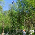 Геворг:  Спил деревьев в Пушкино и Пушкинском районе