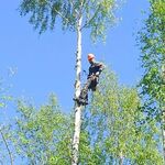 Геворг:  Удаление деревьев 