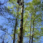 Геворг:  Удаление деревьев 