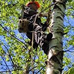 Геворг:  Спил деревьев в Пушкино и Пушкинском районе