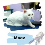 Оксана:  Стрижка кошек без наркоза.