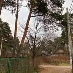 Андрей:  Спил и обрезка деревьев в Дмитрове и Дмитровском районе 