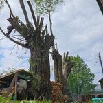 Анастасия:  Спил деревьев