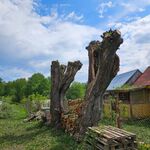 Анастасия:  Спил деревьев