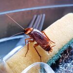 Александр:  Уничтожение тараканов в Краснодаре